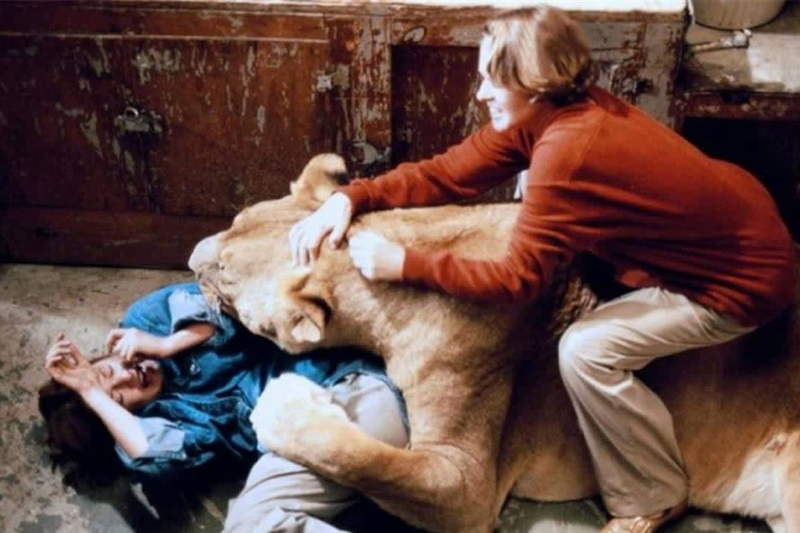 Illustration for article titled Cómo se rodó Roar, la película más peligrosa de la historia que estuvo a punto de acabar con la vida de todo el reparto